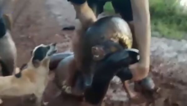 Мужчины 20 минут боролись с большой анакондой, чтобы спасти собаку, — видео - Sputnik Кыргызстан