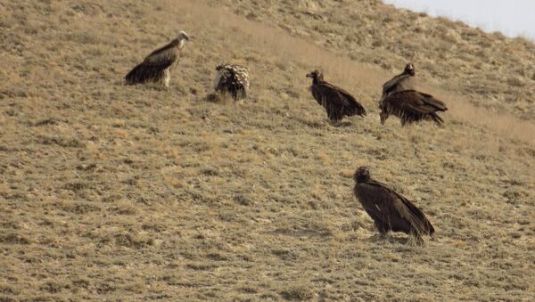 Перелетные птицы в природном заповеднике Каратал-Жапырык - Sputnik Кыргызстан