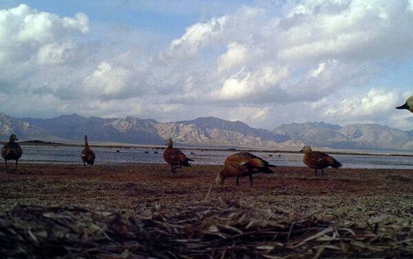 ГАООСЛХ заявило, что ежегодно в республику прилетает более 350 видов редких птиц. - Sputnik Кыргызстан