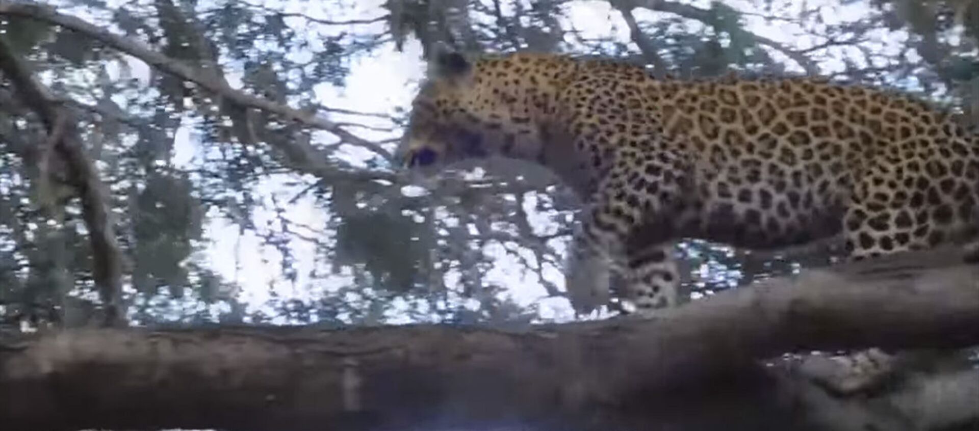 Леопард спрыгнул с дерева, спасаясь от вожака-бабуина. Видео - Sputnik Кыргызстан, 1920, 21.04.2021