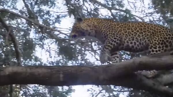 Леопард спрыгнул с дерева, спасаясь от вожака-бабуина. Видео - Sputnik Кыргызстан