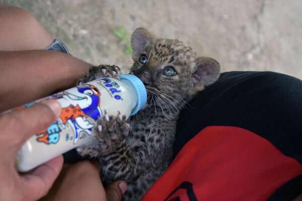 Спасение детеныша леопарда от контрабандистов в Индонезии - Sputnik Кыргызстан