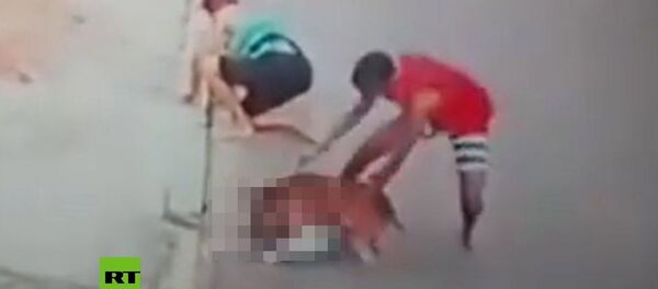 Прохожий спас ребенка от питбуля с помощью хитрой уловки. Видео - Sputnik Кыргызстан