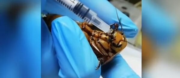 Чопулдатып дары ичип... Медиктердин тараканга операция жасап жаткан видеосу Чопулдатып дары ичип... Медиктердин тараканга операция жасап жаткан видеосу - Sputnik Кыргызстан