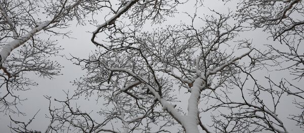 Дарактарда жаткан кар. Архив - Sputnik Кыргызстан