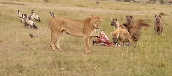 Лев разогнал гиен, обидивших его львицу — видео - Sputnik Кыргызстан