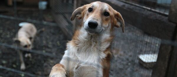 Последствия пожара в приюте для животных Альма - Sputnik Кыргызстан