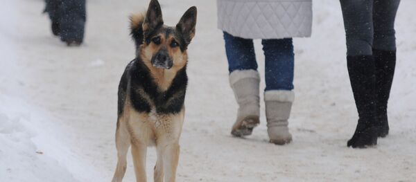 Бездомный пес. Архивное фото - Sputnik Кыргызстан