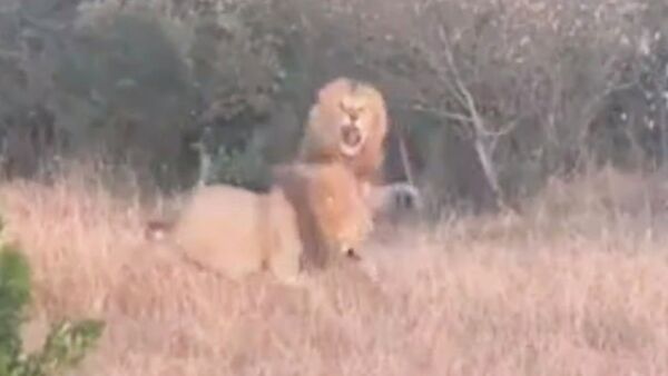 Два льва сошлись в яростной схватке ради внимания самки. Архивное фото - Sputnik Кыргызстан