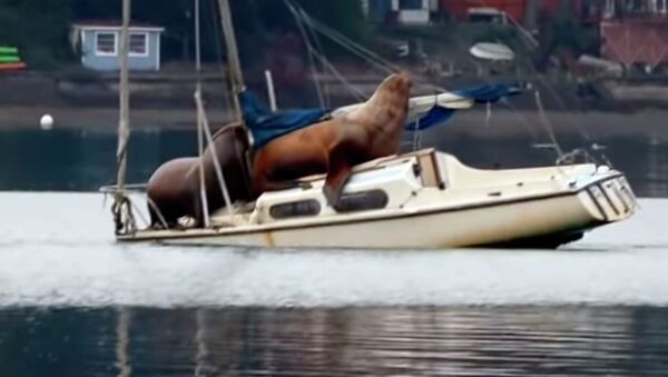 Морские львы захватили катер и чуть не потопили — забавное видео - Sputnik Кыргызстан