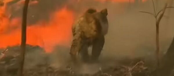 Куйкаланган жаныбарлар, сел сымал жалын. Австралиядагы өрттүн видеосу Куйкаланган жаныбарлар, сел сымал жалын. Австралиядагы өрттүн видеосу - Sputnik Кыргызстан