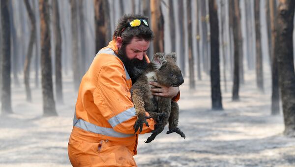 Австралийский пожарный со спасенной коалой - Sputnik Кыргызстан