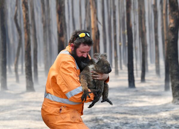 Австралийский пожарный со спасенной коалой - Sputnik Кыргызстан