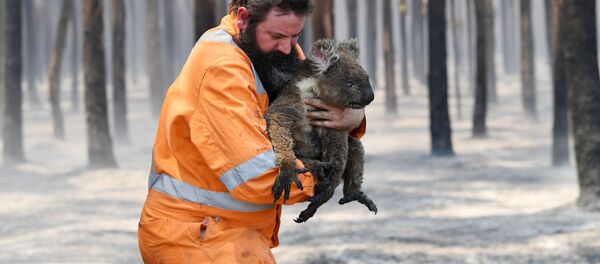 Австралиялык өрт өчүргүч куткарылган коала менен. Архив - Sputnik Кыргызстан