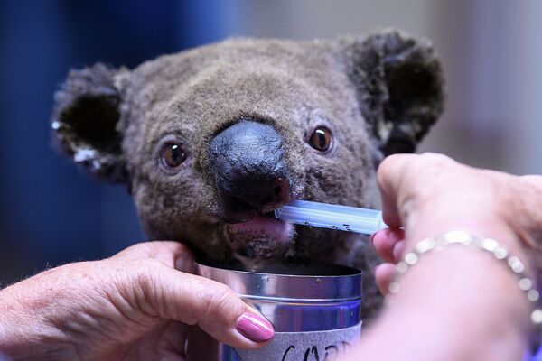 Спасенная коала во время процедур в больнице австралийского города Порт-Маккуори - Sputnik Кыргызстан