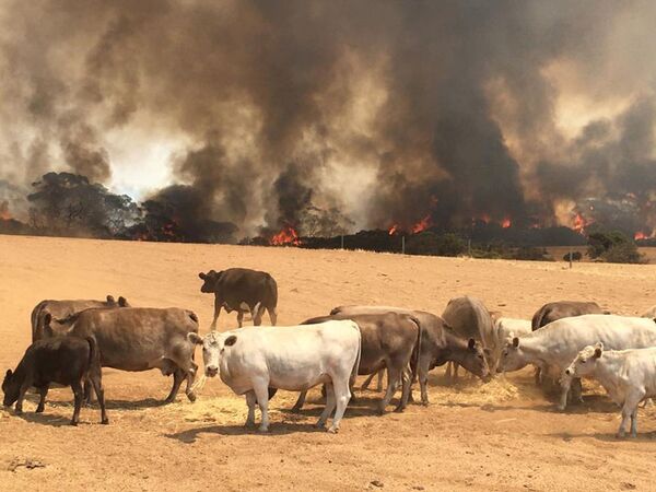 Стадо коров на пастбище во время пожара на острове Кенгуру, Австралия - Sputnik Кыргызстан