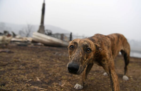 Собака на месте сгоревшего дома в Австралии - Sputnik Кыргызстан