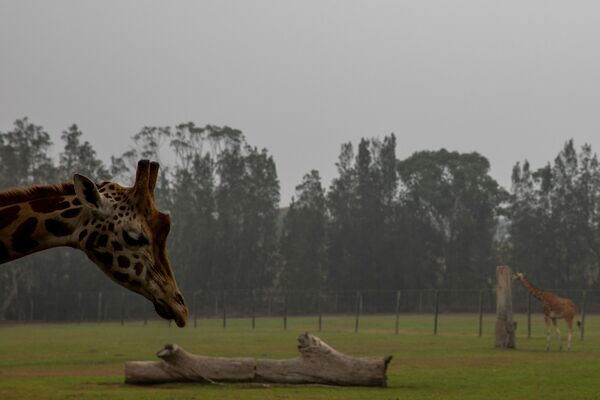 Жирафы в зоопарке на фоне дыма от лесных пожаров в Австралии - Sputnik Кыргызстан