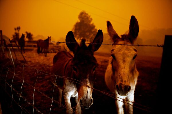 Животные в время лесных пожаров в Австралии - Sputnik Кыргызстан