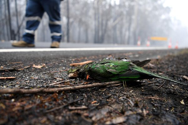 Попугай, погибший в результате лесных пожаров в Австралии - Sputnik Кыргызстан