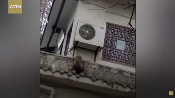 Обезьянка спасла сородича, бившегося в конвульсиях от удара током — видео - Sputnik Кыргызстан