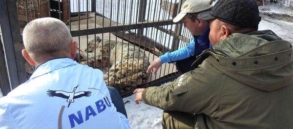 Обнаружение снежного барса в Джумгальском районе Обнаружение снежного барса в Джумгальском районе - Sputnik Кыргызстан
