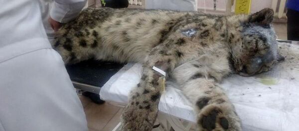 Обнаружение раненного снежного барса в Таласе Обнаружение раненного снежного барса в Таласе - Sputnik Кыргызстан