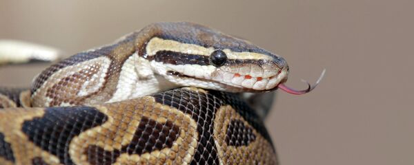 Питон. Архивное фото - Sputnik Кыргызстан