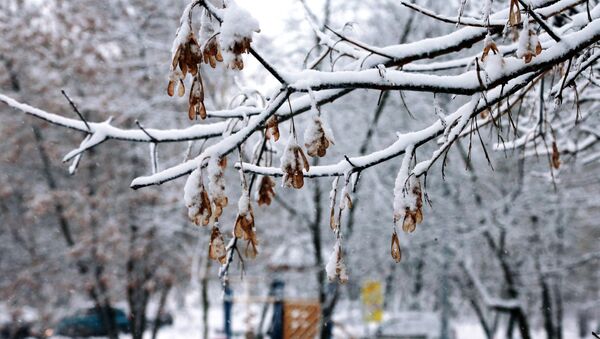 Снег на ветке дерева. Архивное фото - Sputnik Кыргызстан