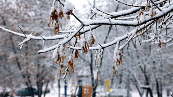 Снег на ветке дерева. Архивное фото - Sputnik Кыргызстан
