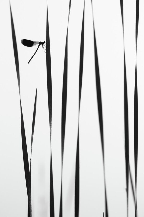 Снимок Стрекоза утром у воды фотографа Андрея Кузнецова, победитель в номинации Макросъемка - Sputnik Кыргызстан