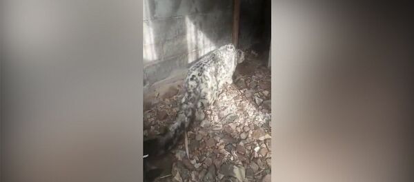 Жумгалда итке таланган илбирсти Ысык-Көлгө алып келишти - Sputnik Кыргызстан