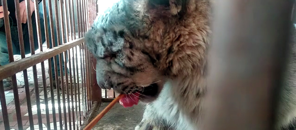 История кыргызстанских барсов, спустившихся к людям — двухминутное видео - Sputnik Кыргызстан