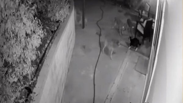 Трое против одного — бесстрашный кот вступил в схватку с койотами. Видео - Sputnik Кыргызстан