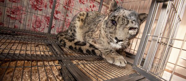 Снежный барс найденный в Таласской области Снежный барс найденный в Таласской области - Sputnik Кыргызстан