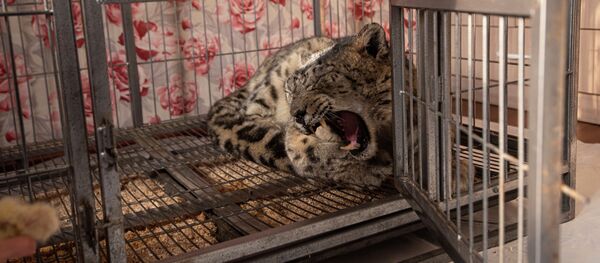 Снежный барс по кличке Жаабарс найденный в Таласской области - Sputnik Кыргызстан