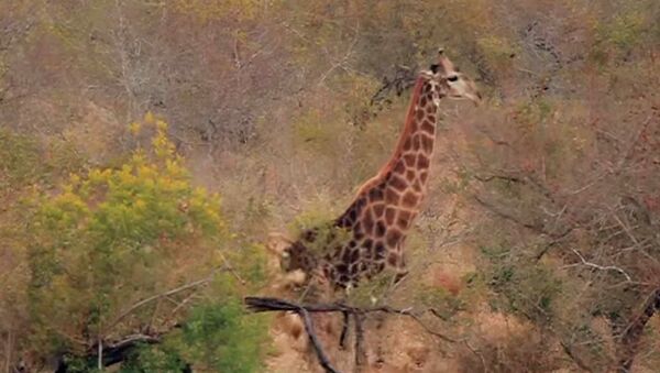 Нападение восьми львиц на жирафа попало на видео — он отчаянно защищался - Sputnik Кыргызстан