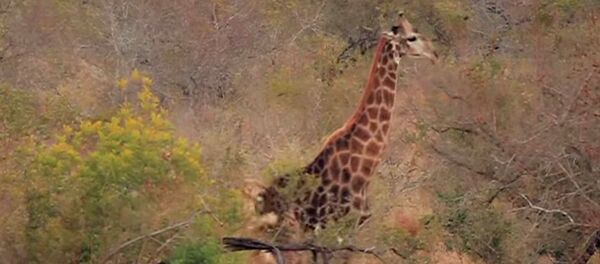 Нападение восьми львиц на жирафа попало на видео — он отчаянно защищался - Sputnik Кыргызстан