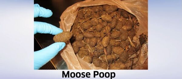 Самые необычные предметы, изъятые у пассажиров в аэропортах. Видео - Sputnik Кыргызстан