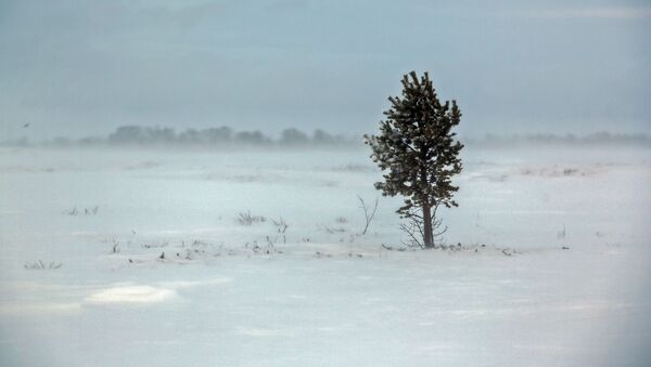 Дерево на поле. Архивное фото - Sputnik Кыргызстан