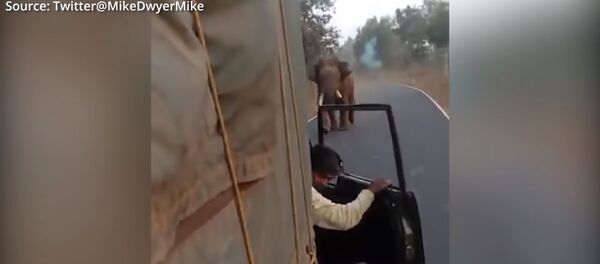 Разъяренный слон напал на мини-грузовик с пассажирами - Sputnik Кыргызстан