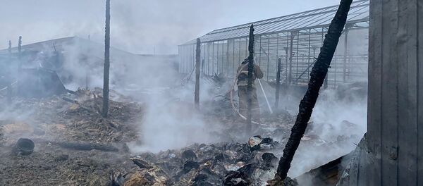 Сотрудники МЧС РФ на тушении пожара на территории тепличного комплекса в деревне Нестерово в Московской области. Сотрудники МЧС РФ на тушении пожара на территории тепличного комплекса в деревне Нестерово в Московской области. - Sputnik Кыргызстан