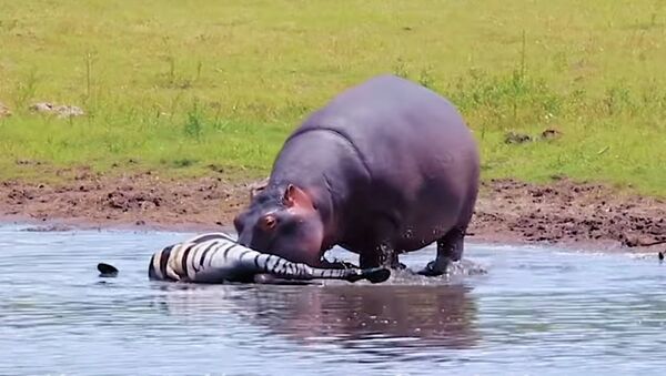 Бегемота застали за необычной трапезой — поедал зебру. Видео - Sputnik Кыргызстан