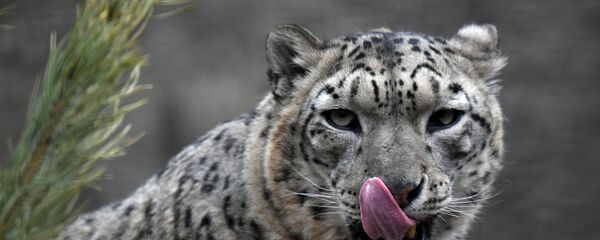 Обитатели Московского зоопарка - Sputnik Кыргызстан