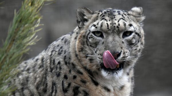 Илбирс. Архив - Sputnik Кыргызстан