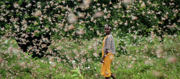 Нашествие пустынной саранчи в странах восточной Африки Нашествие пустынной саранчи в странах восточной Африки - Sputnik Кыргызстан