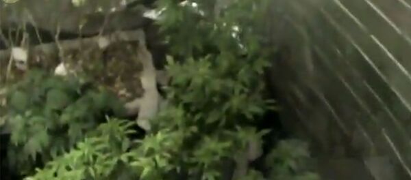 В Бишкеке нашли нарколабораторию. Что там выращивали — видео - Sputnik Кыргызстан