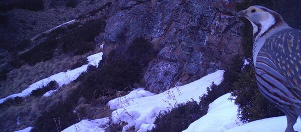 Чүйдөгү Чоң-Кемин мамлекеттик жаратылыш паркынан жаныбарлардын бир нече түрүн жолуктурууга болот - Sputnik Кыргызстан