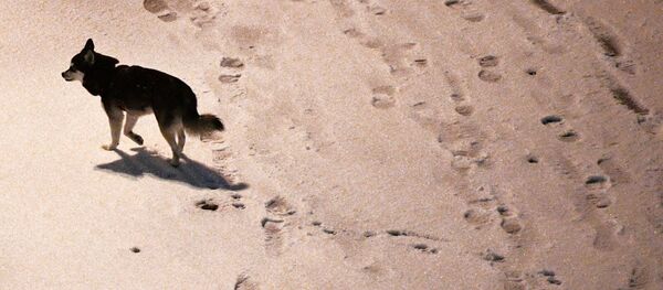 Собака на одной из улиц во время снегопада. Архивное фото - Sputnik Кыргызстан