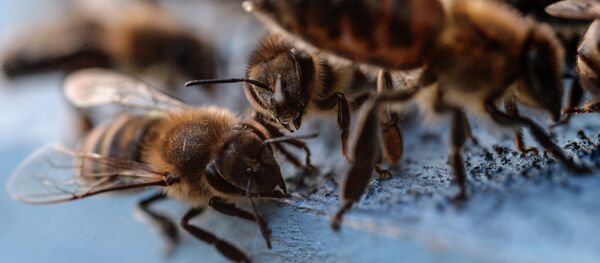 Пчелы. Архивное фото - Sputnik Кыргызстан